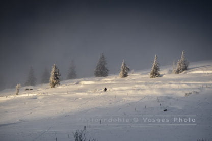 Photographie des Vosges, sapins sous la neige dans le massif du Hohneck