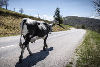 Photographie des Vosges, Vache Vosgienne en Transhumance sur la route des cretes