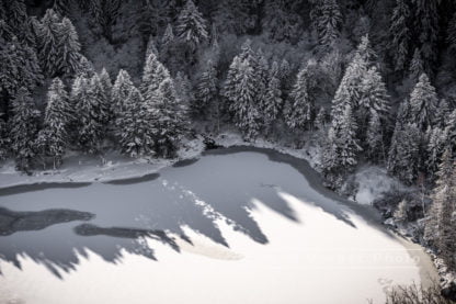 Photographie des Vosges, Sapins autours du lac de Schiessrothried dans le massif du Hohneck